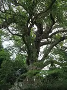 壷井八幡宮の楠