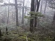 コメツガの純林