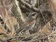 区内に残り僅かとなった農地はツグミなどの野鳥にとっても大切な場所(上作延)