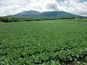 浅間山山麓の高原で育てられるキャベツ(嬬恋村)