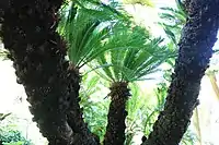 常神のソテツ。