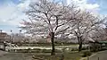 二の丸橋の桜 2008.3.29