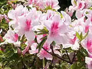 畑に植えられたツツジの花(梶ヶ谷)