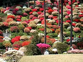 薬王寺のツツジ