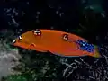 若魚。