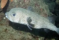 ネズミフグ D. hystrix Linnaeus, 1758