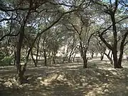 トゥクメの森。