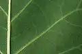 ユリノキ(モクレン科)の葉脈