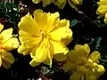 モンテカルロ八重早咲き系