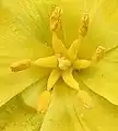 チューリップ(ユリ科)の雄蕊(3個が2輪)