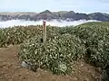 頂上
