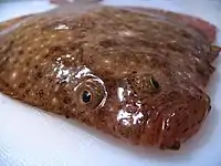 スコプタルムス科の1種(Scophthalmus aquosus)の有眼側。茶褐色の体色と、突き出た両眼が明瞭である