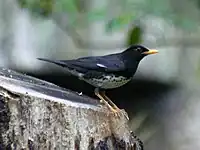 オス