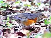 ワキアカツグミ T. hortulorum