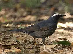 マミジロT. sibiricus