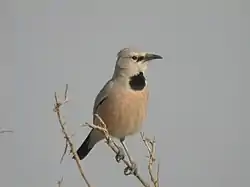 サバクガラス