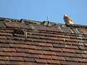 ドイツの瓦の一例