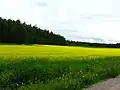 アブラナ