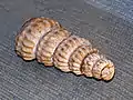 ルーアン産ツリリテス(英語版)