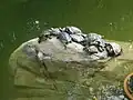 香港公園の亀