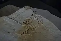 12番目の標本