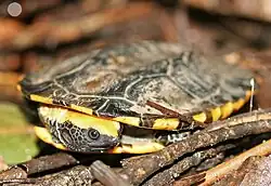 ヒラタヘビクビガメP. platycephala
