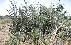 2つのアデニア・グロボーサ。タンザニアのエヤシ湖にて。