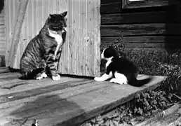 2匹の猫