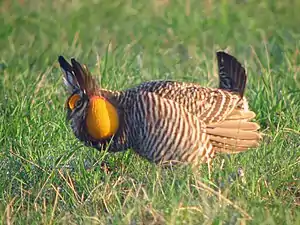 ソウゲンライチョウ