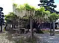 藤棚
