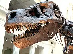 ティラノサウルスの頭蓋骨