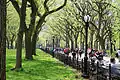 ニレ属の並木道(アメリカ・ニューヨーク)