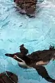 フンボルトペンギン