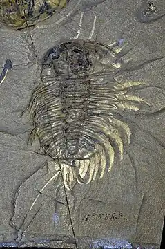 触角、脚と尾毛が見られるオレノイデスの背面化石
