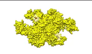 E1タンパク質は2つの同一な活性部位のそれぞれでユビキチン分子を結合する。重要残基のシステインとアルギニンが赤でラベルされている。