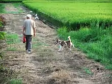 連絡路の農道