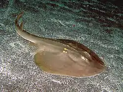 ウチワザメ