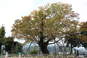 上野原の大ケヤキ