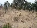 西の丸