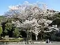 1.鵜飼い桜