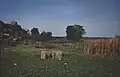 ウケレウェ島沿岸付近