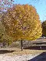 多くの種は秋に紅葉（黄葉）し落葉する U. minor