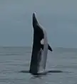 アゾレス諸島にて