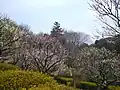 ウメ