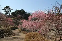 梅の公園