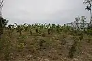 平成21年度植樹地の様子（2010年8月）