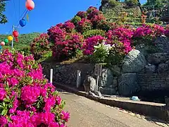 寺に植えられたツツジ属（日本・徳島県）