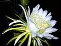 H.undatusの花