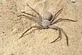 Sicarius terrosus　雌成虫