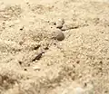 同じく砂に潜った状態